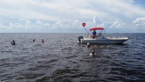 Steinhatchee Scallop Season